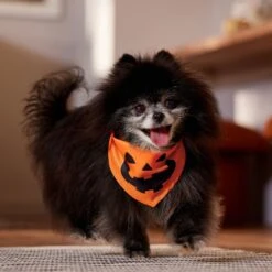 Frisco Jack O' Lantern Pumpkin Dog & Cat Bandana 11 Frisco Jack O' Lantern Pumpkin Dog & Cat Bandana -Pet Supply Store 158934 PT4. AC SS1800 V1564430535