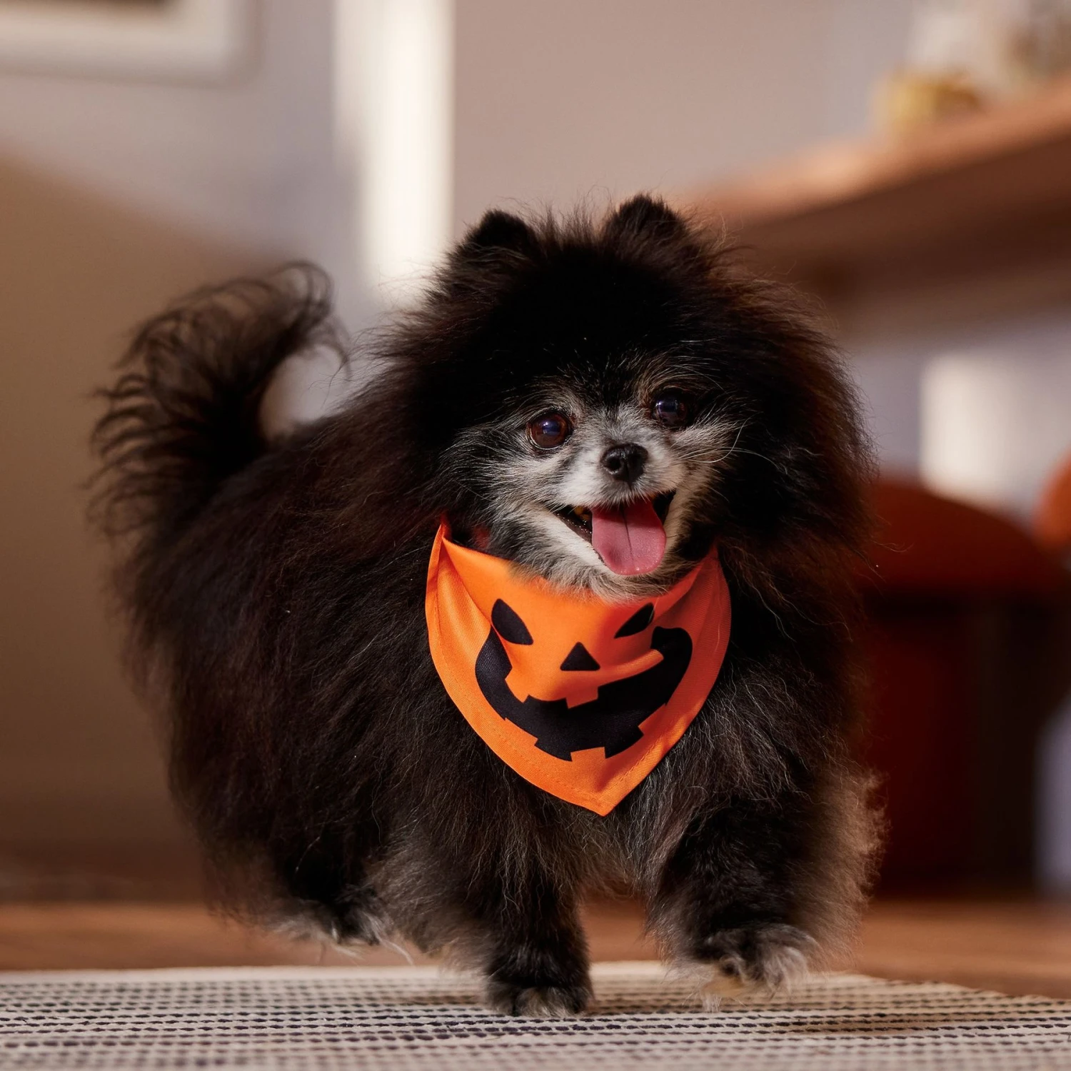 Frisco Jack O' Lantern Pumpkin Dog & Cat Bandana 5 Frisco Jack O' Lantern Pumpkin Dog & Cat Bandana - Image 5