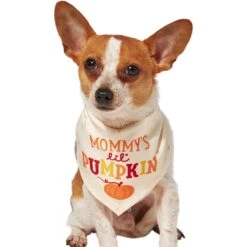 Frisco Mommy's Lil Pumpkin Dog & Cat Bandana -Pet Supply Store 158936 PT2. AC SS1800 V1689629423