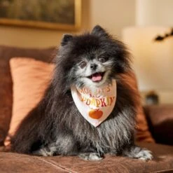 Frisco Mommy's Lil Pumpkin Dog & Cat Bandana -Pet Supply Store 158936 PT4. AC SS1800 V1633064807
