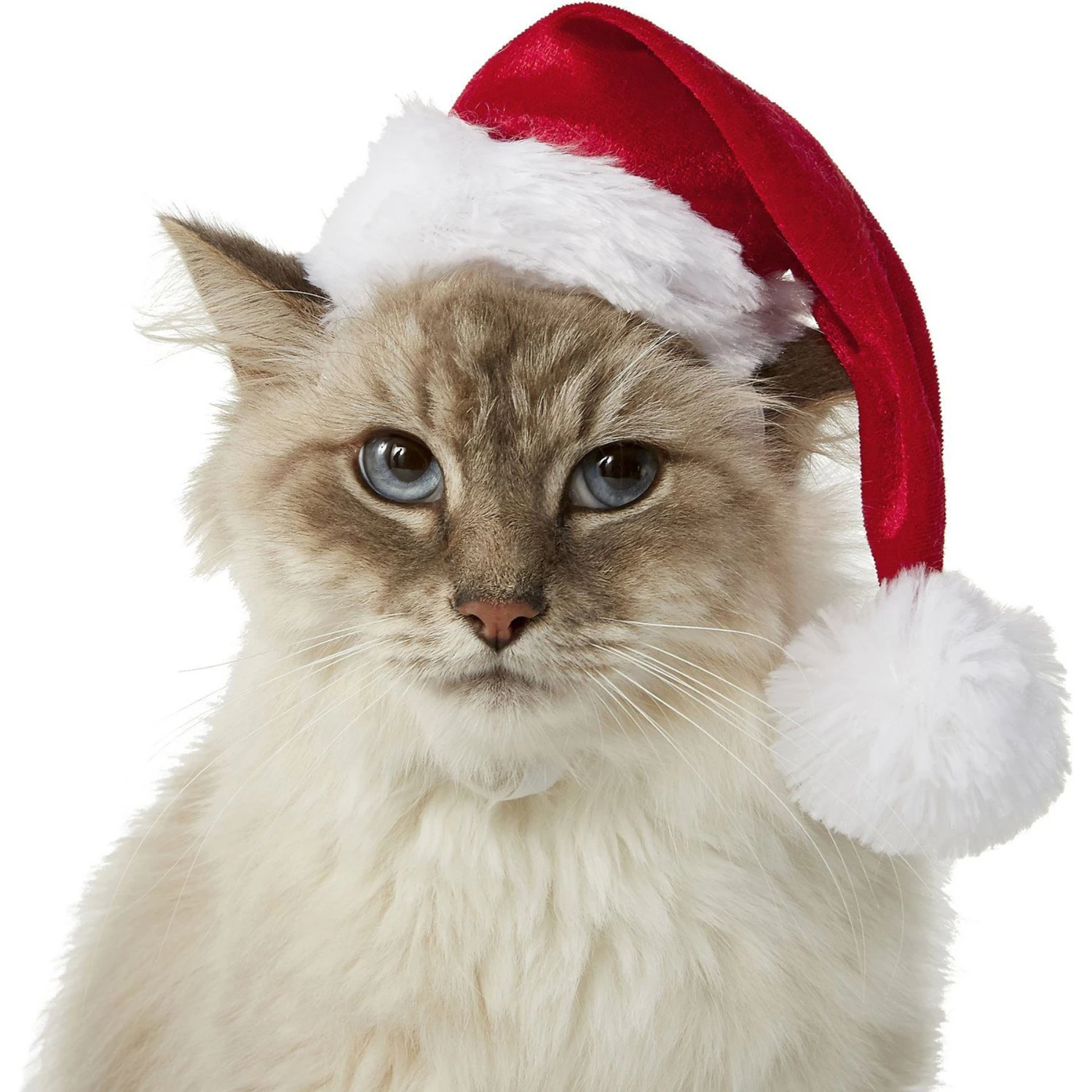 Frisco Holiday Dog & Cat Santa Hat, 1 Count 1 Frisco Holiday Dog & Cat Santa Hat, 1 Count