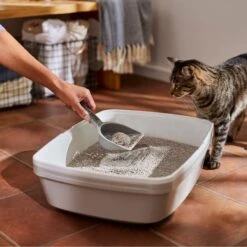 Frisco Lightweight Scented Clumping Cat Litter 11 Frisco Lightweight Scented Clumping Cat Litter -Pet Supply Store 230718 PT4. AC SS1800 V1659023572
