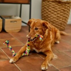 Frisco 4-Knot Tri-Color Rope Dog Toy -Pet Supply Store 242139 PT2. AC SS1800 V1605208764