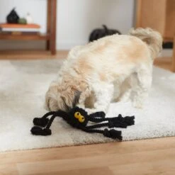 Frisco Halloween Spider Rope Dog Toy 6 Frisco Halloween Spider Rope Dog Toy -Pet Supply Store 270504 PT3. AC SS1800 V1624825021