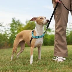 Frisco Padded Reflective No Pull Harness 9 Frisco Padded Reflective No Pull Harness -Pet Supply Store 277892 PT4. AC SS1800 V1629816716