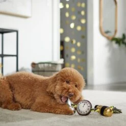 Frisco New Year's Eve Midnight Countdown Plush With Rope Squeaky Dog Toy 5 Frisco New Year's Eve Midnight Countdown Plush With Rope Squeaky Dog Toy -Pet Supply Store 288478 PT3. AC SS1800 V1638289625
