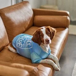 Frisco Peace Love Rescue Dog & Cat T-Shirt -Pet Supply Store 315068 PT8. AC SS1800 V1646351303