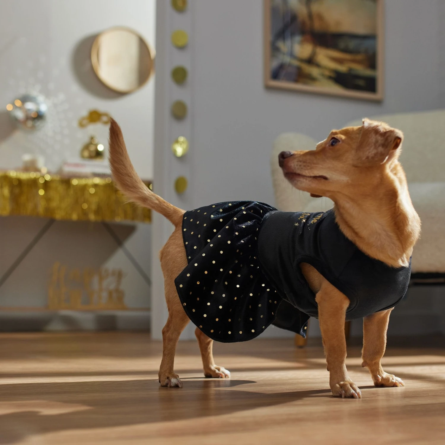 Frisco Kiss Me At Midnight Dog & Cat Dress 6 Frisco Kiss Me At Midnight Dog & Cat Dress - Image 6