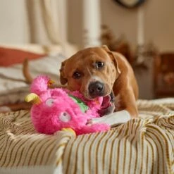 Frisco Halloween Zany Monster Muscle Plush Squeaky Dog Toy -Pet Supply Store 668166 PT3. AC SS1800 V1689271301