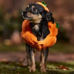 Frisco Pumpkin Ball Dog & Cat Costume -Pet Supply Store 708902 PT7. AC SS1800 V1689282553