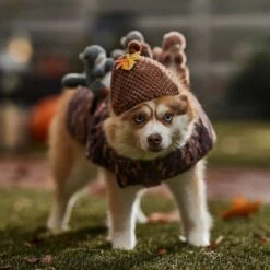 Frisco Squirrels & Nuts Ride-On Dog & Cat Costume 10 Frisco Squirrels & Nuts Ride-On Dog & Cat Costume -Pet Supply Store 709422 PT7. AC SS1800 V1689270909