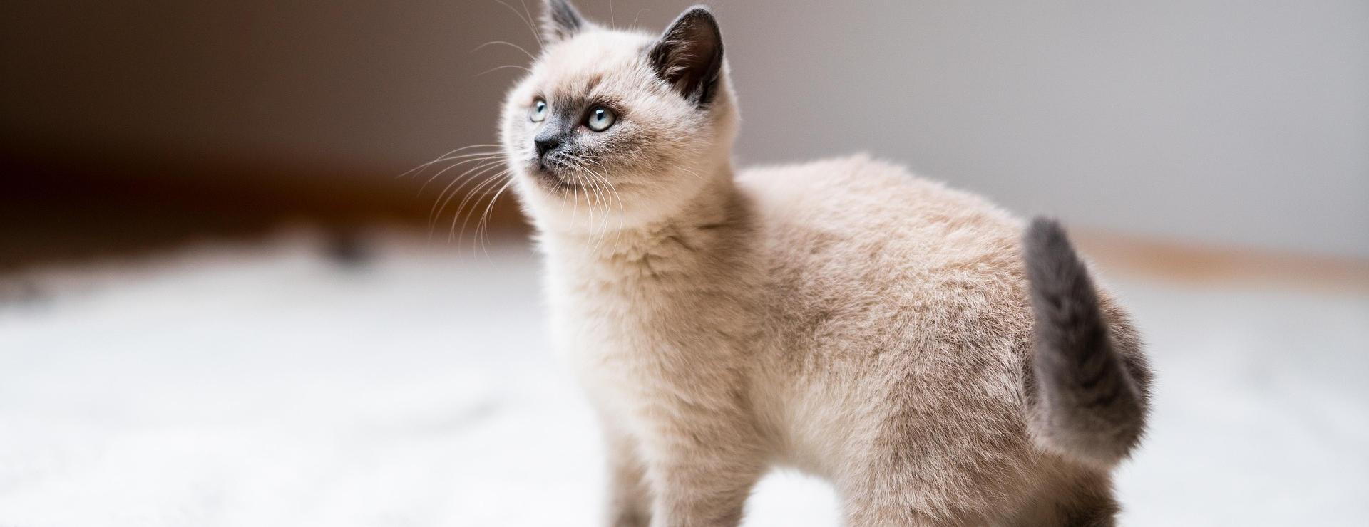 Pet Supply Store 26 Pet Supply Store -Pet Supply Store cat 7523894 1920