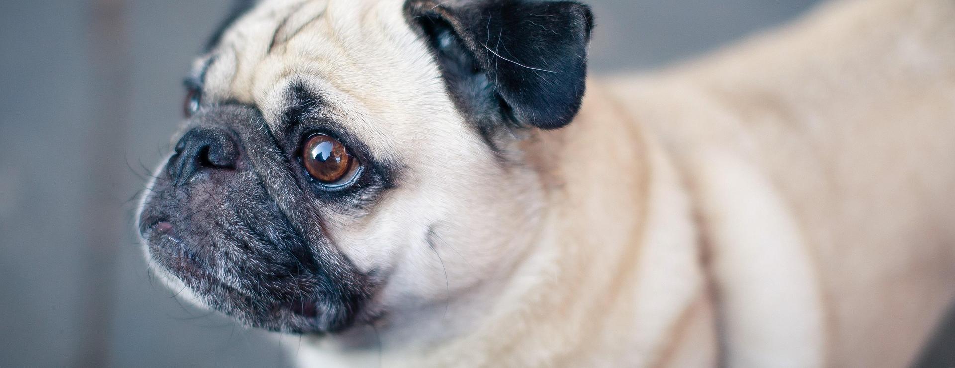 Pet Supply Store 9 Pet Supply Store -Pet Supply Store pug 1834721 1920